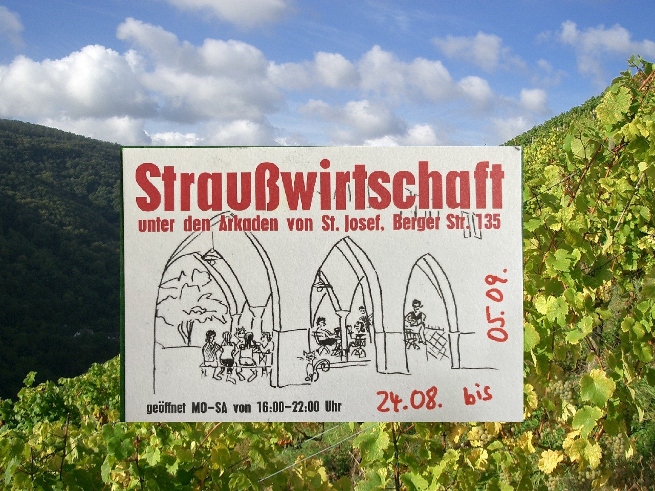 Bild_Weinberg